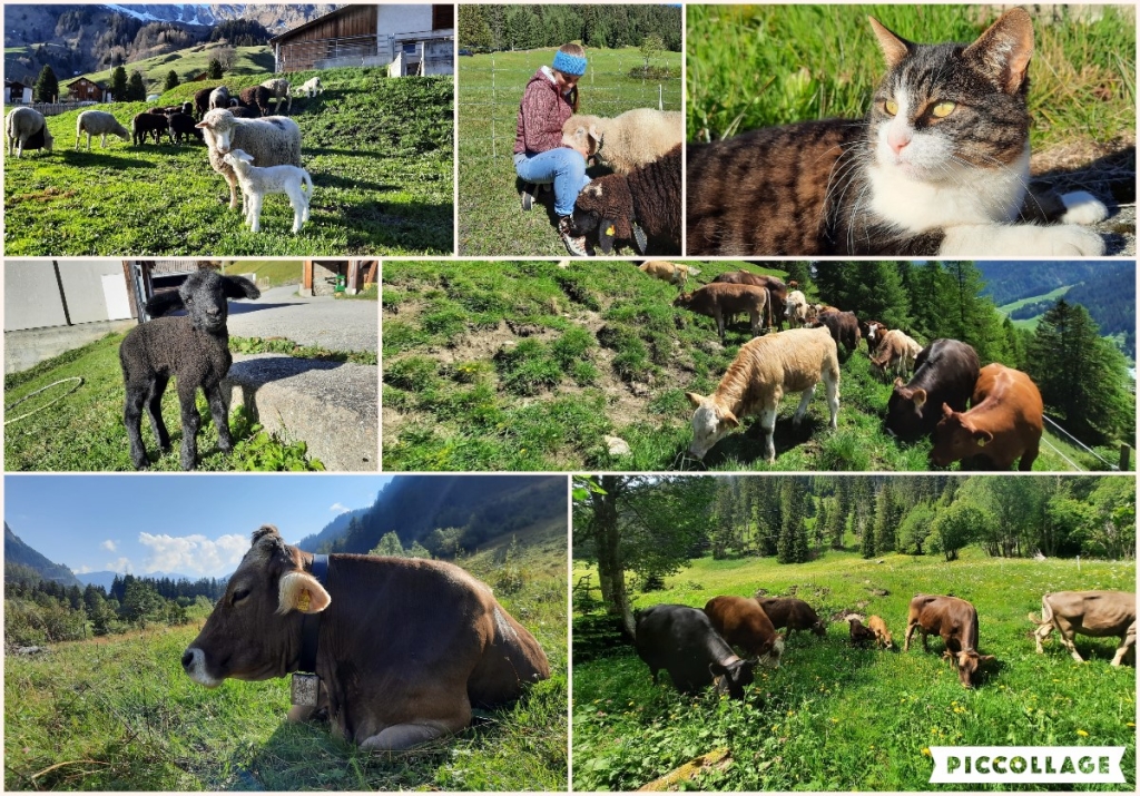 Tiere